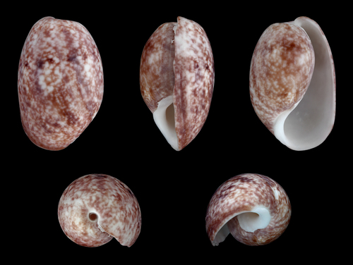 Snegl (hav-/nøgensnegl)