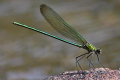 Calopteryx angustipennis