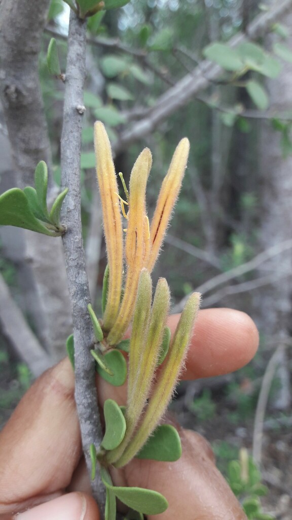 Socratina