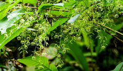 Sterculia hamiltonii