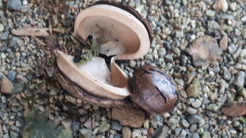 Hevea brasiliensis
