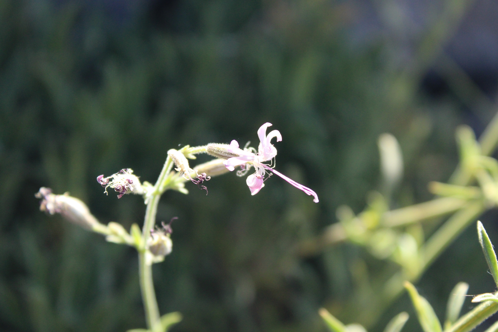 Silene pogonocalyx