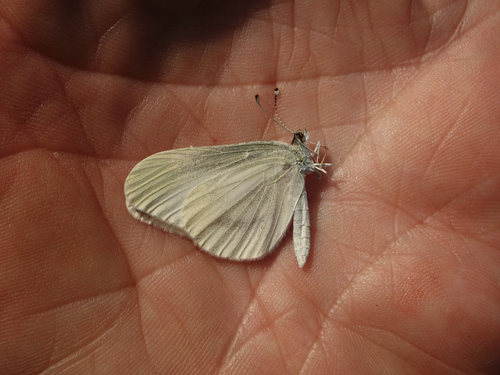 Northwest-Asian Wood White