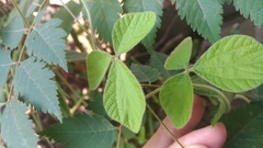 Rhynchosia volubilis