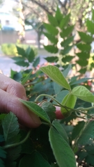 Rhynchosia volubilis