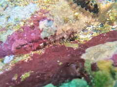 Mexican Triplefin photo 3