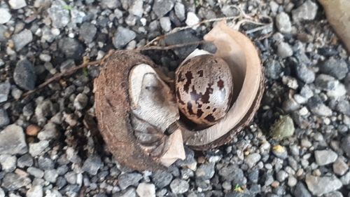 Hevea brasiliensis