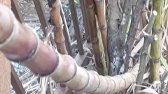 Sugarcane
