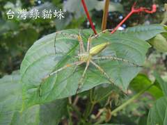 Peucetia formosensis