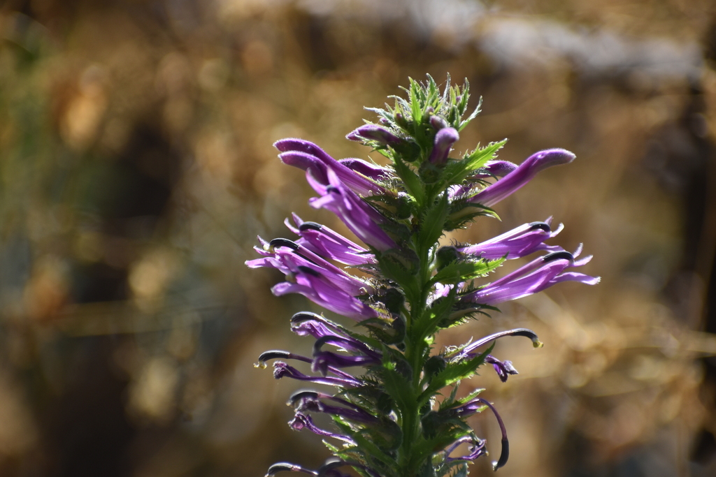 Lobelia decurrens