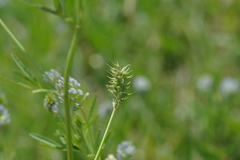 Trigonella procumbens