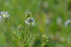 Trigonella procumbens