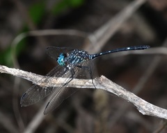 Dythemis nigra