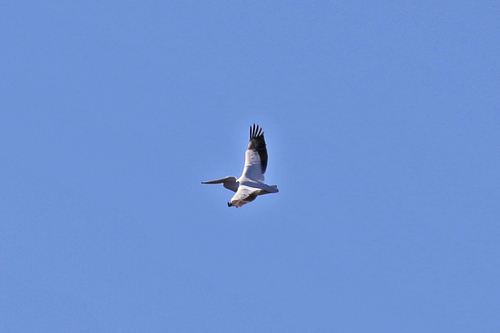 American White Pelican photographed in New Jersey