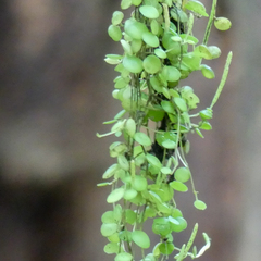 Peperomia rotundifolia image