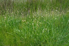 Scorzonera parviflora