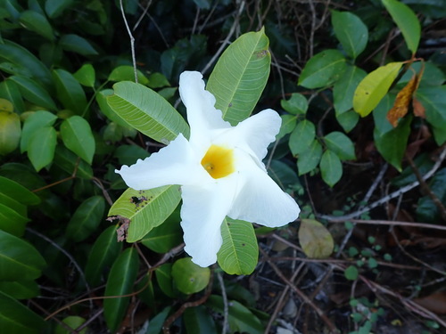 Mandevilla caurensis