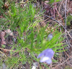 Psoralea azuroides
