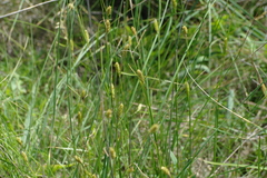 Carex extensa