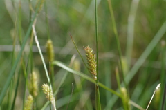 Carex extensa