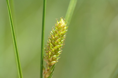 Carex extensa