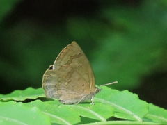 Arhopala japonica