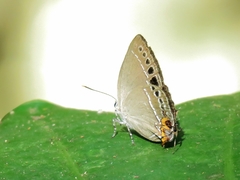 Satyrium formosanum