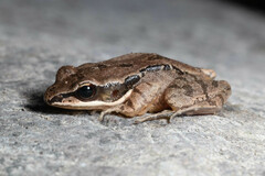 Anhui Sucker Frog photo 1