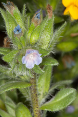 Echium parviflorum