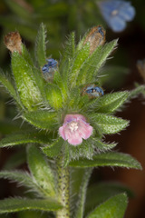 Echium parviflorum