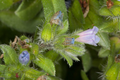 Echium parviflorum