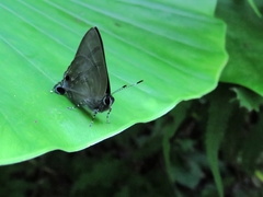 Rapala varuna formosana