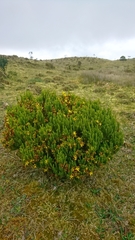 Hypericum juniperinum