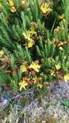 Hypericum juniperinum
