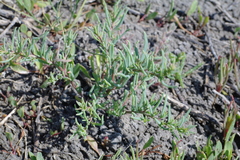 Suaeda acuminata