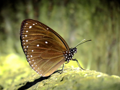 Euploea tulliolus koxinga
