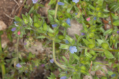 Echium parviflorum