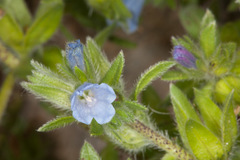 Echium parviflorum