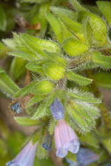 Echium parviflorum