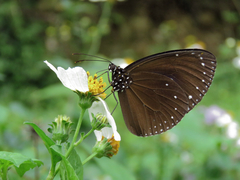 Euploea tulliolus koxinga