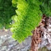 Polystichum plicatum - Photo (c) Vicente Pantoja, some rights reserved (CC BY-NC), uploaded by Vicente Pantoja