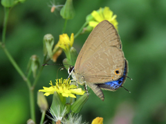 Jamides bochus formosanus