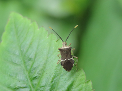 Cletomorpha simulans