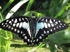 Graphium doson postianus