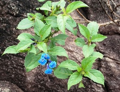 Stachytarpheta glabra