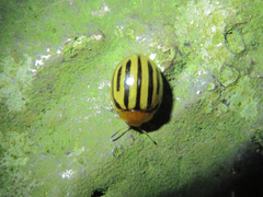 Plagiodera septemvittata