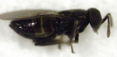 Psyllaephagus pilosus