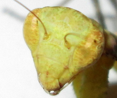 Dystacta alticeps