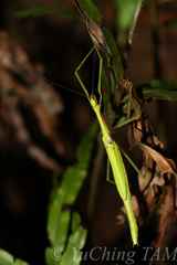 Huananphasma amicum