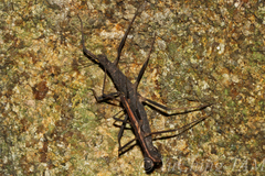 Neohirasea hongkongensis